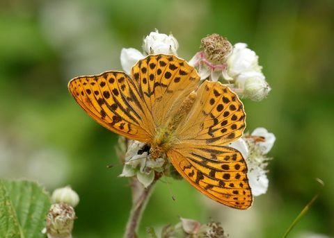 perak dicuci paphia argynnis fritillary