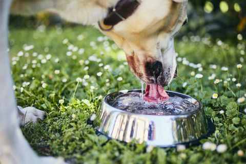 close up air minum anjing dari mangkuk
