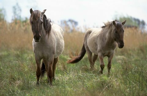 Wicken Fen Konik kuda poni © Gambar Kepercayaan Nasional Paul Harris