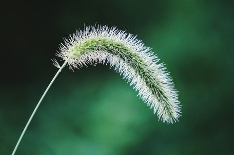 gulma spikelet rubah