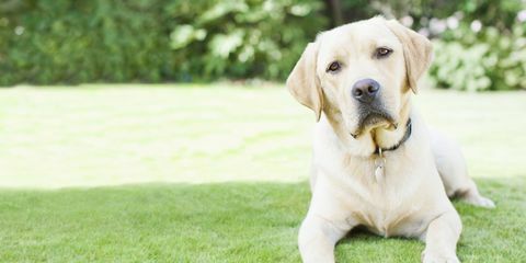 anjing labrador di taman