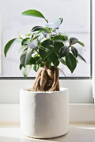 Bonsai pot ficus