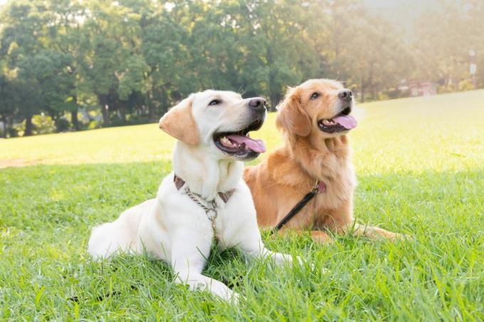 dua anjing, labrador retriever dan golden retriever, duduk berdampingan di lapangan rumput