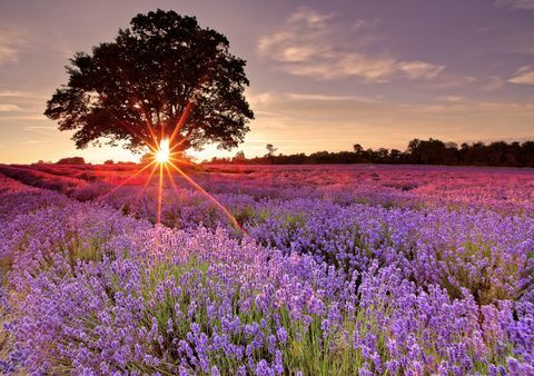 ladang lavender di Inggris, selatan london saya mengunjungi pertanian lavender ini saat matahari terbenam di musim panas