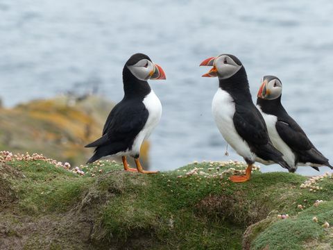 Foto Puffins Orkney