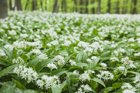 Jerman, Rhine-Westaphalia Utara, Eifel, bunga bawang putih liar di hutan beech