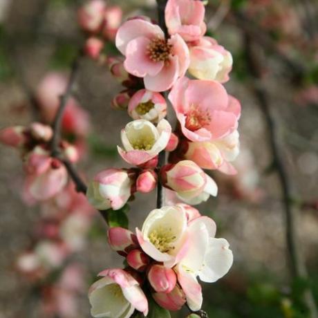 bunga musim semi – bunga apel