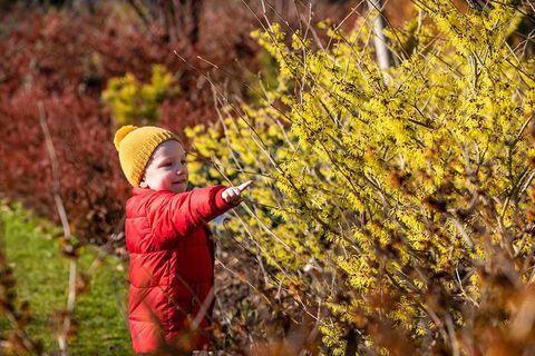 Mengagumi witch hazel di RHS Wisley