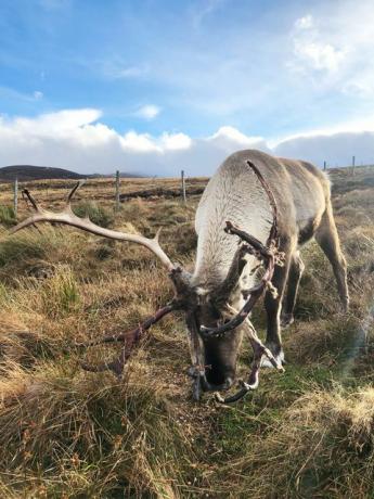 rusa kutub scotland