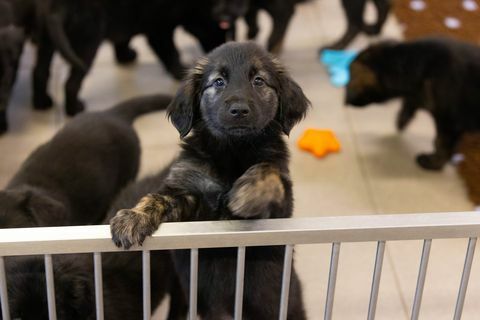 anjing pemandu mencatat sampah 16 anak anjing