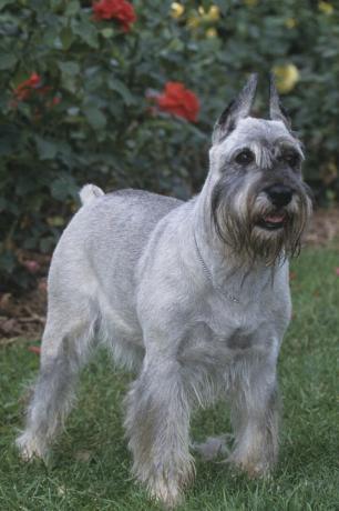 schnauzer standar