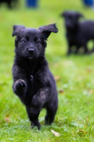 anjing pemandu mencatat sampah 16 anak anjing