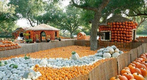 Dallas Arboretum Pumpkin Village