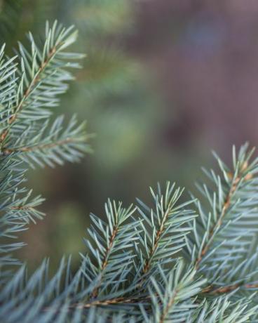 pohon pinus natal