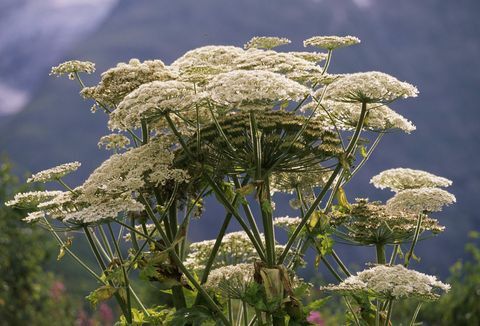 hogweed raksasa