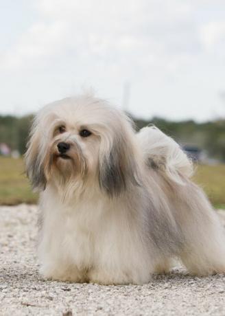 anjing havanese