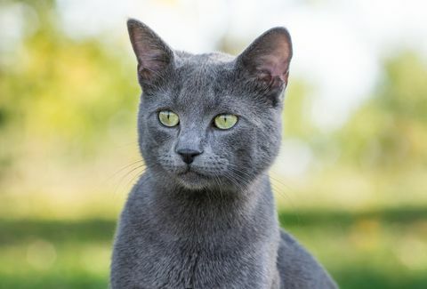 Rusia lucu kucing biru di luar ruangan di alam, potret