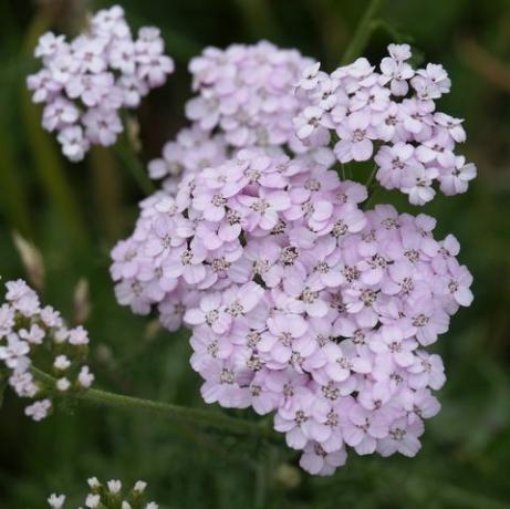 Yarrow umum (Achillea millefolium) berbunga di padang rumput hijau di Alpe Piora