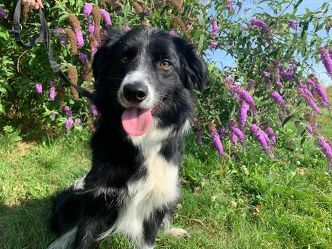 Anjing Trust Border Collie