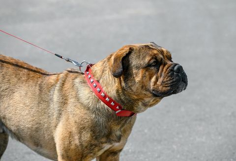 Ca de Bou (Perro de Presa Mallorquin) jenis Molossian dari warna anjing brindle berdiri di atas latar belakang jalan abu-abu