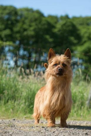 Terrier Australia