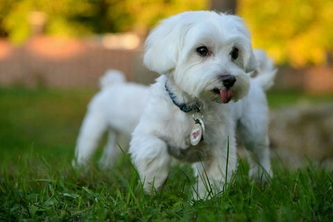 Anjing Malta berlari di rumput