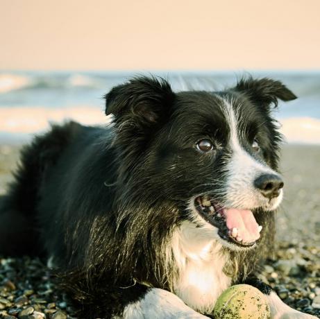 anjing collie perbatasan