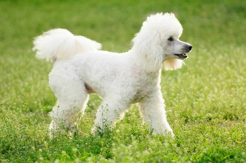 anjing pudel putih di lapangan rumput hijau