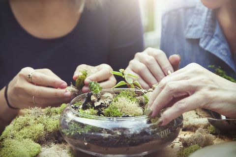 Ibu dan anak perempuan mengatur terarium