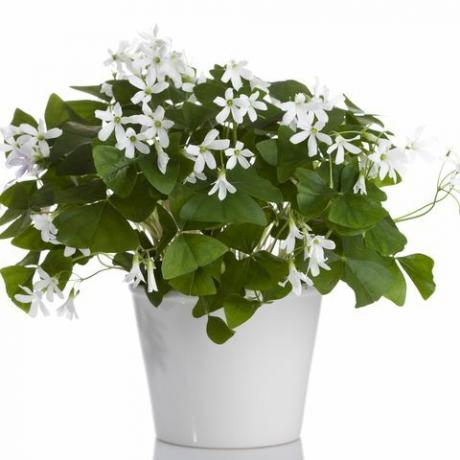 Irish White Shamrock (Oxalis regnellii)