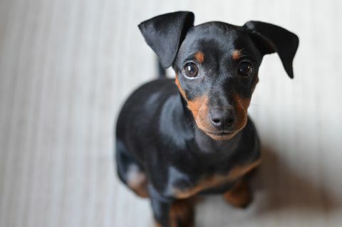 Pinscher puppy