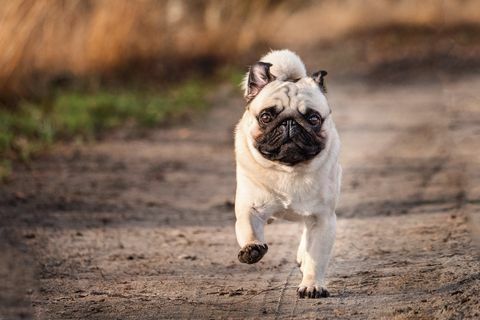 potret anjing berlari di jalan tanah