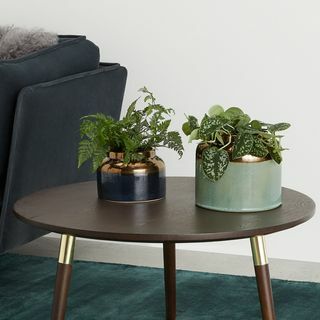 Duo pot tanaman yang stylish 