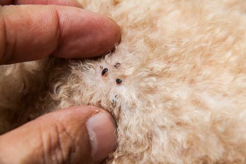 Closeup kutu dan kutu yang terinfeksi pada kulit bulu anjing