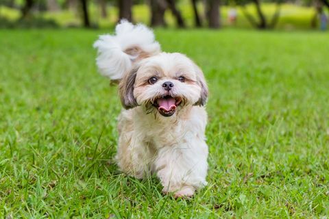 berjalan shih tzu