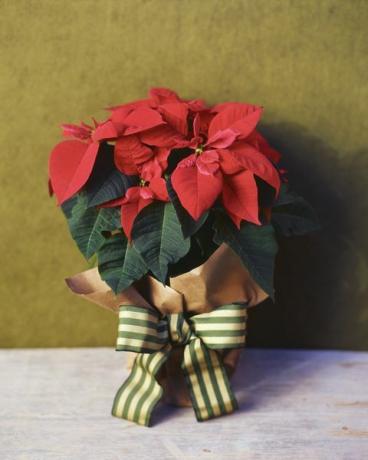 tanaman poinsettia