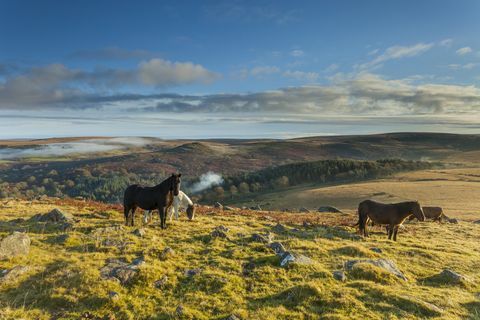 Kuda dartmoor