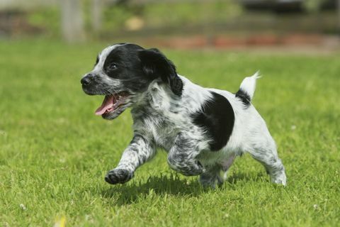 spaniel cocker hidup