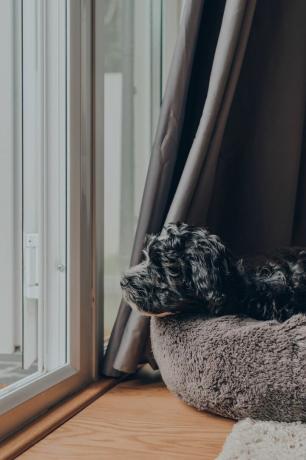 anak anjing havanese hitam dan putih lucu berusia 2 bulan berbaring di tempat tidur empuk dekat pintu teras terbuka, mengamati dunia di luar fokus selektif