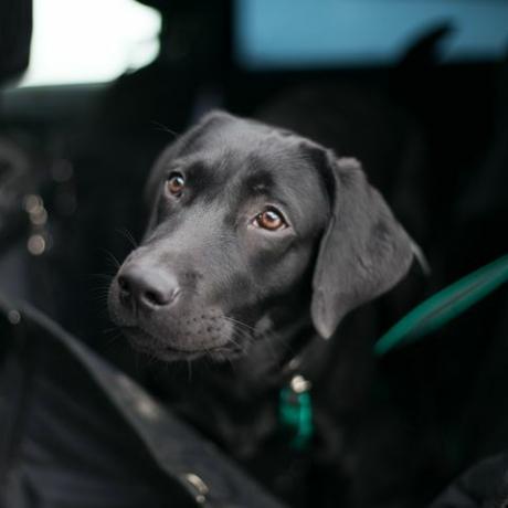 labrador hitam