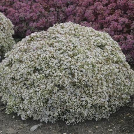 Bundel Joy Sedum