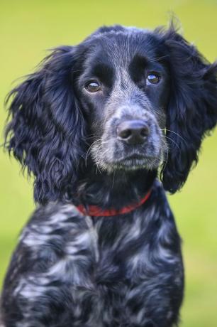 Bahasa Inggris cocker spaniel