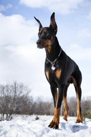 pincher doberman