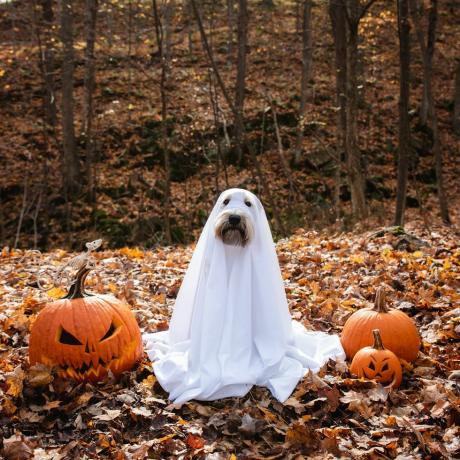 anjing mengenakan kostum hantu duduk di antara labu untuk halloween