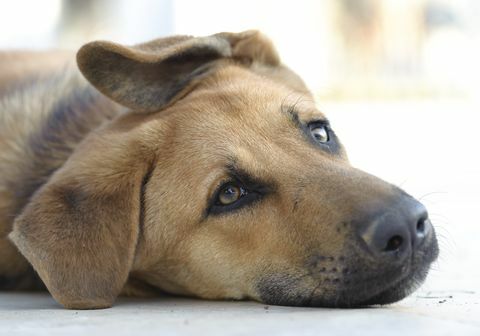 anjing coklat sedih berbaring di lantai