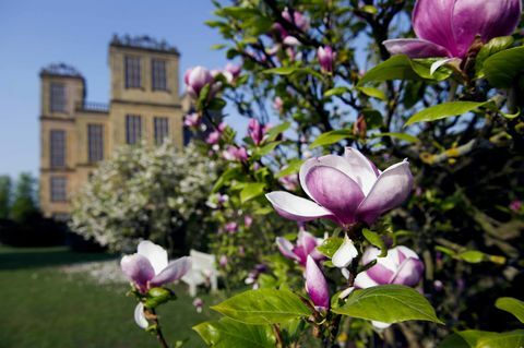 Hardwick Hall Magnolia © National Trust Images John Millar