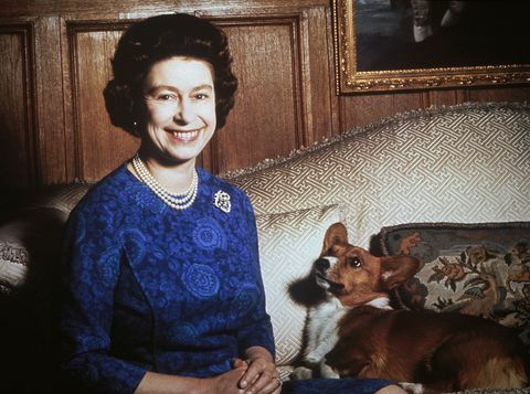 ratu elizabeth ii dengan corgi, 1970 foto oleh keytionehulton archivegetty images