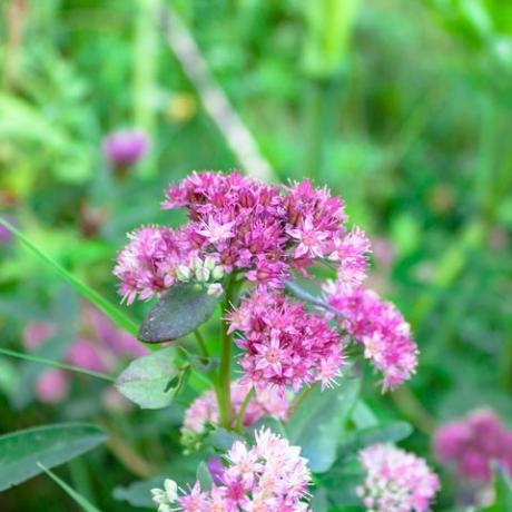 tanaman taman alpine ungu hylotelephium triphyllum sedum stonecrop merapatkan latar belakang alam makro