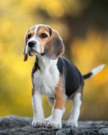 ras anjing beagle