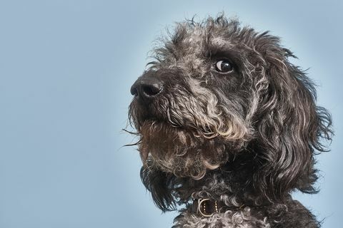 Potret Labradoodle dengan ekspresi lucu